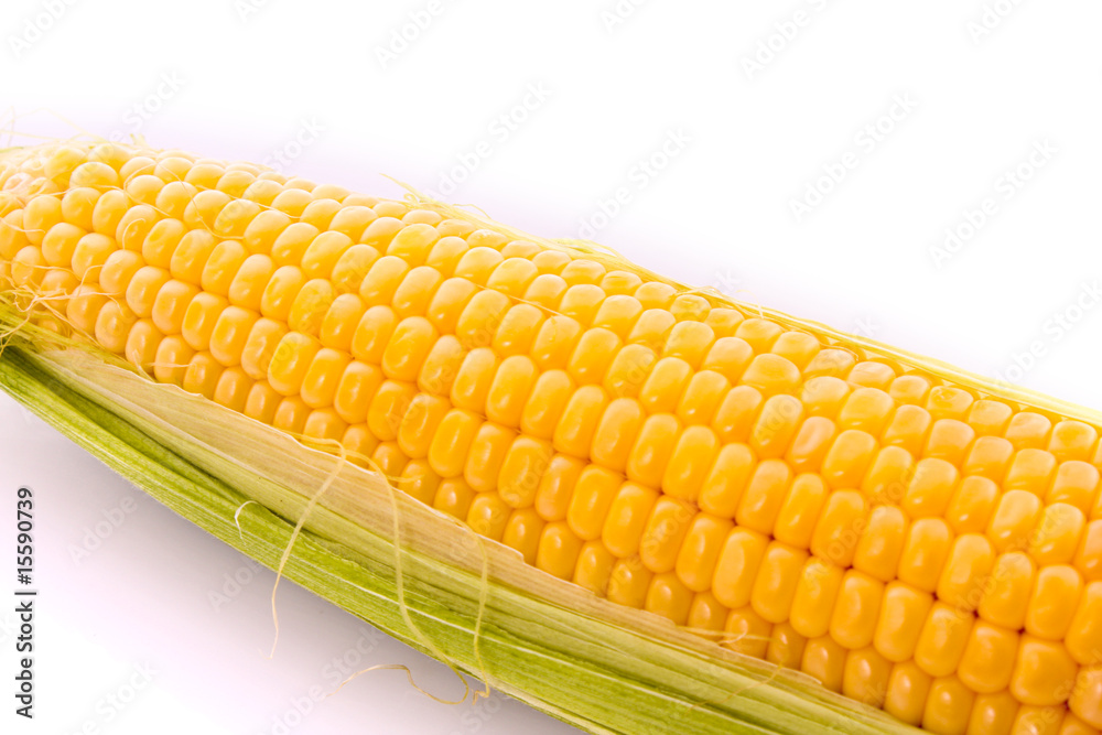 Corn isolated on white Corn isolated on white