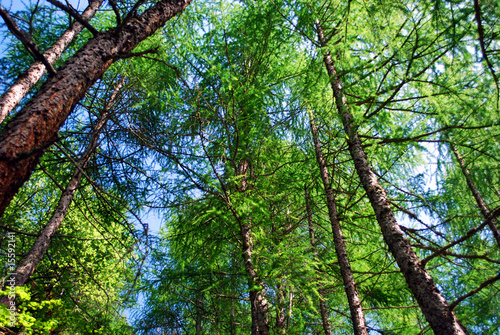 Obraz na płótnie Bosco w salonie