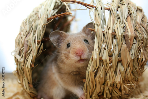 Hello!