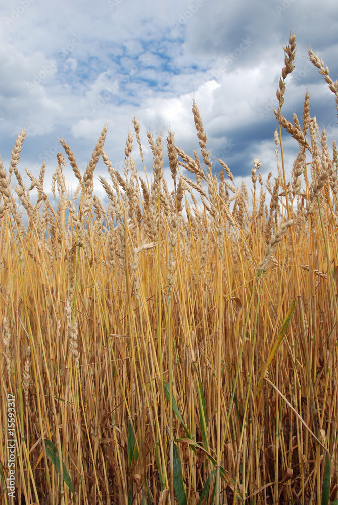 Obraz premium Wheat field