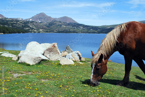 Un cheval au Bouillouses photo