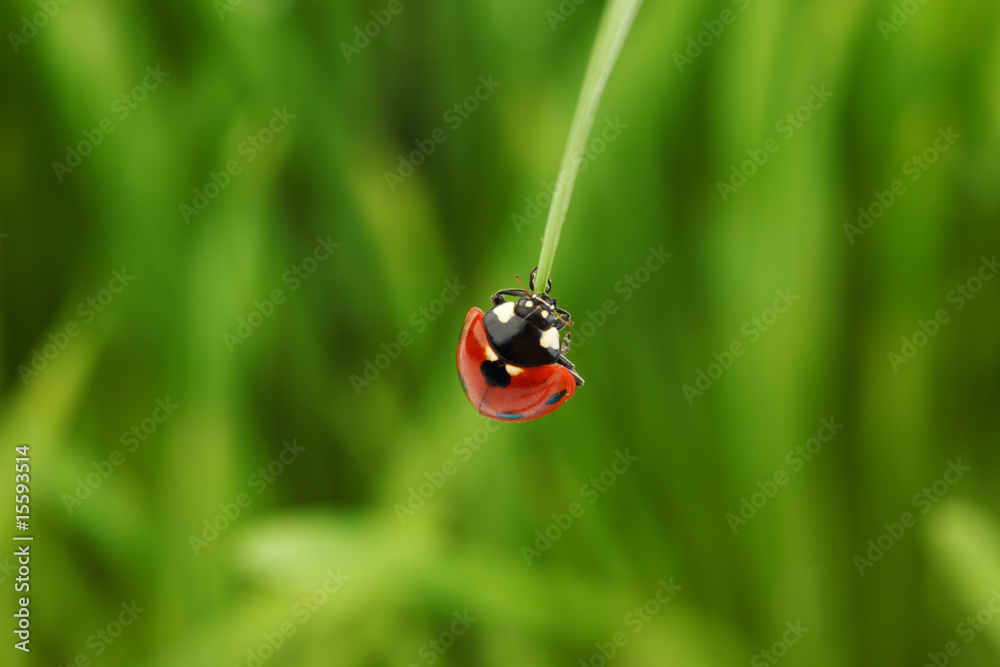 ladybug on grass ladybug on grass