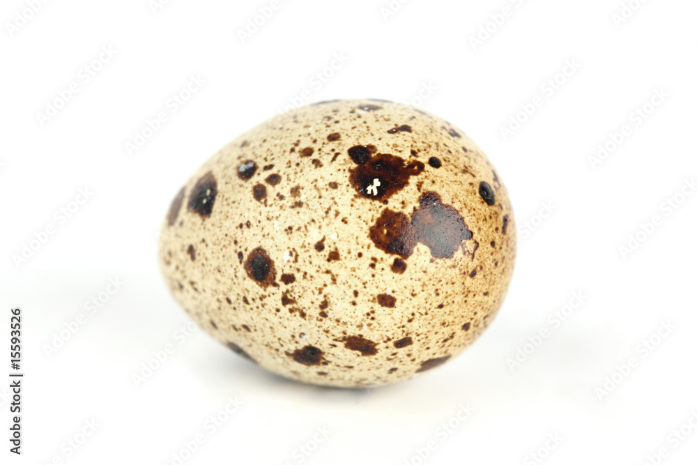 quail egg quail egg