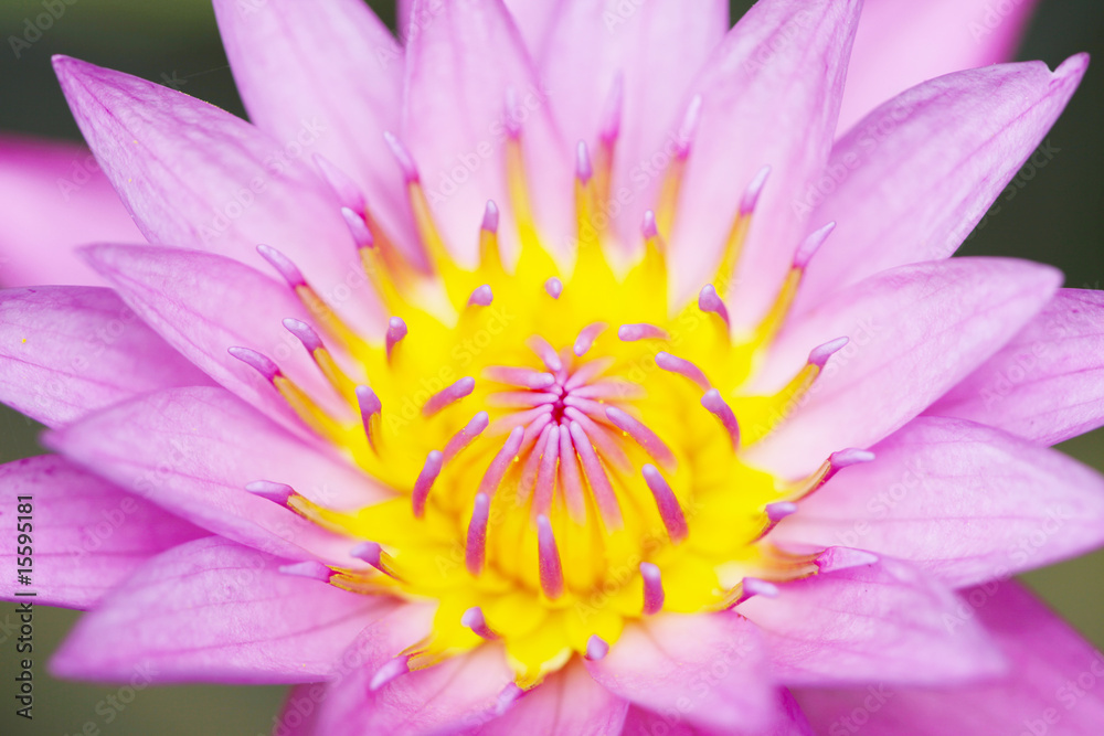 a closeup shot of flower