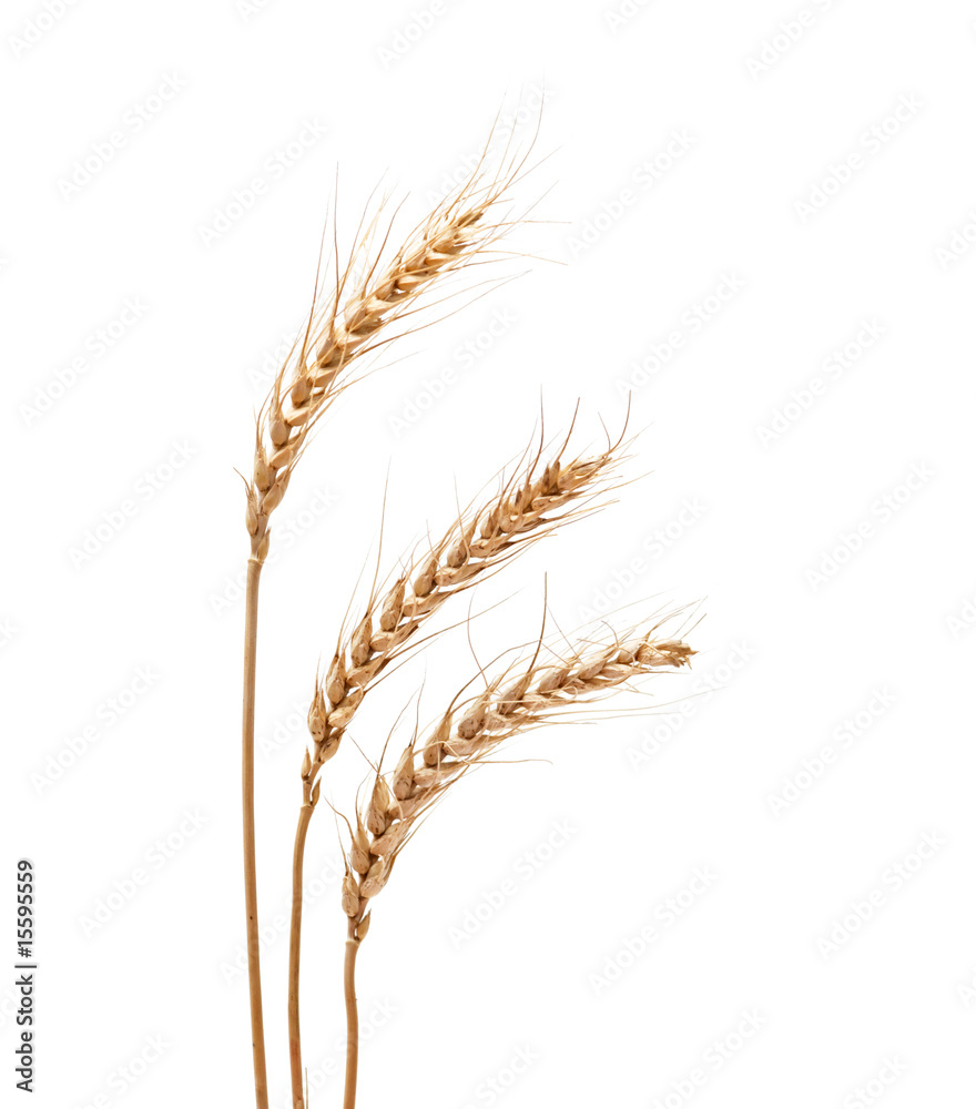 wheat isolated on white background wheat isolated on white background
