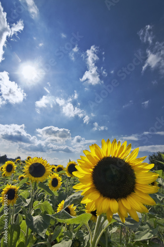 sunflowers © tospark