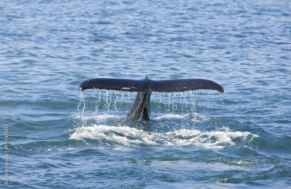 Fototapeta premium Humpback Whale Tail
