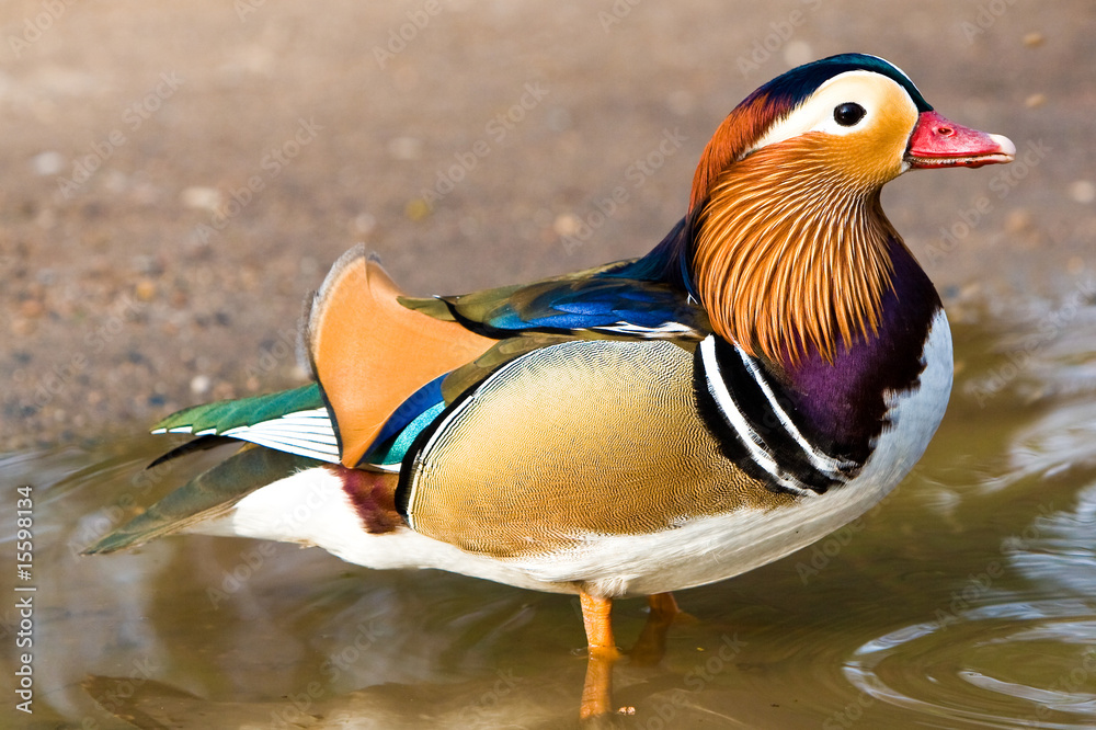 Mandarin ente