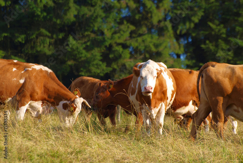 Braune Kühe auf der Weide © mirkomedia