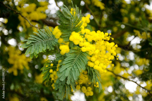 Acacia blossoms