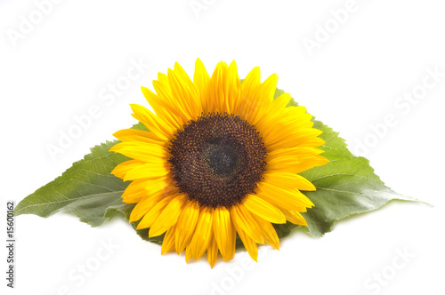 Sonnenblume mit Blatt