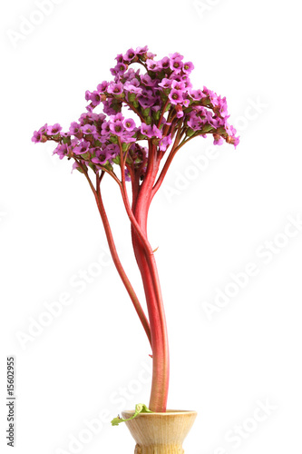 Bergenia crassifolia - beautiful purple flower