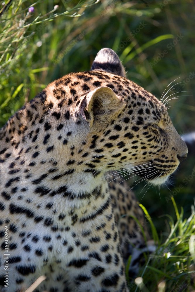 Fototapeta premium Leopard