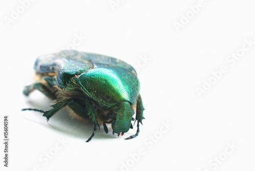 flower chafer isolated on white