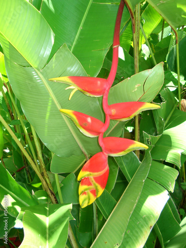 Heliconia rostrata tropical flower photo