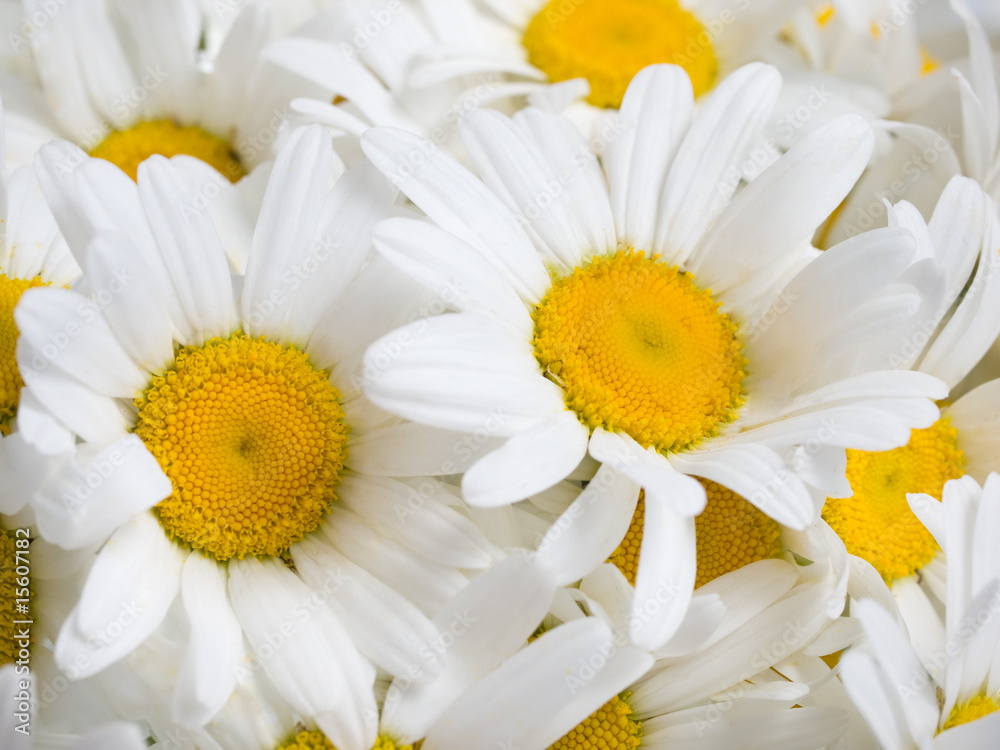 Obraz premium camomiles