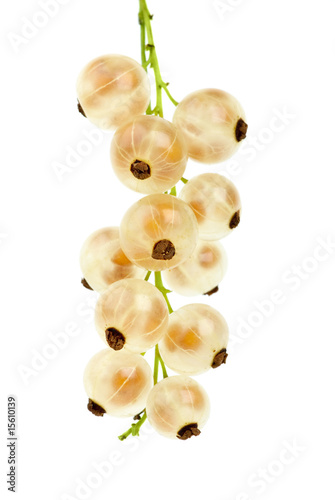 Golden currants