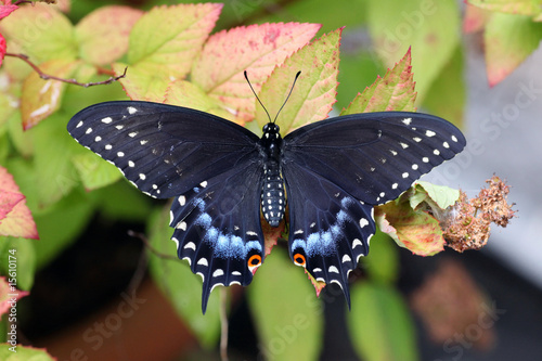 Photography Black swallowtail butterfly male