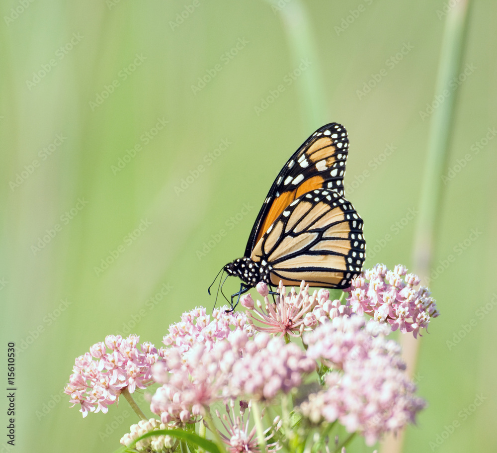 Fototapeta premium Butterfly on a flower