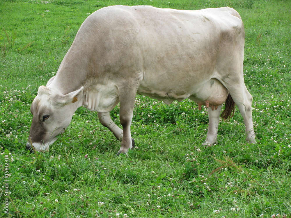 vache et pres vache et pres
