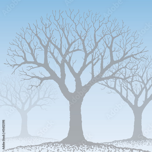 alberi nella nebbia