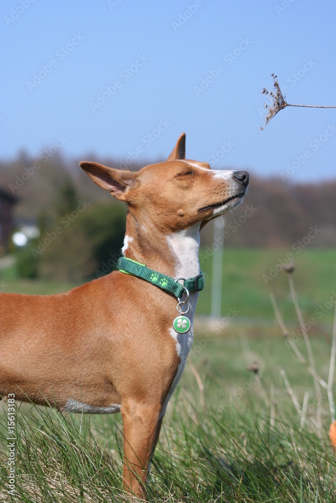 Basenji Calaila 15 Basenji Calaila 15