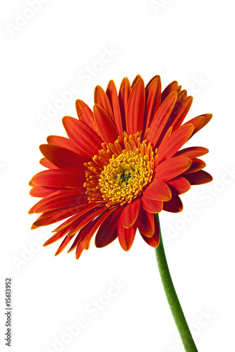 Fototapeta Naklejka Na Ścianę i Meble -  Isolated Orange and yellow Gerbera or Gerber Daisy