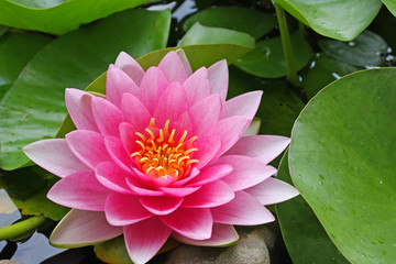 Acrylglasbilder Wasserlilien Rosa Seerose mit zarten Blütenblättern  © Tammy Venable