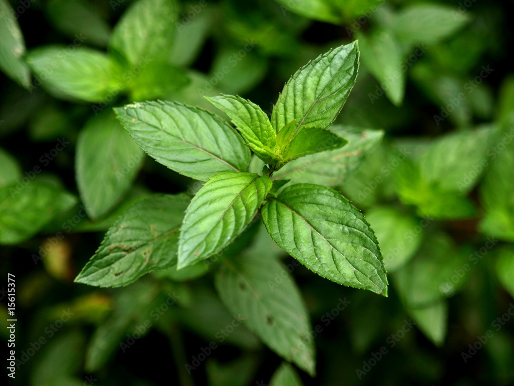 Peppermint Peppermint