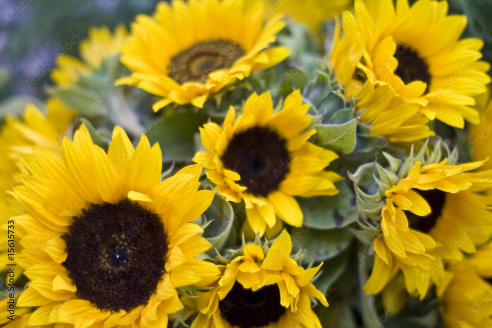 Obraz premium Sun Flowers
