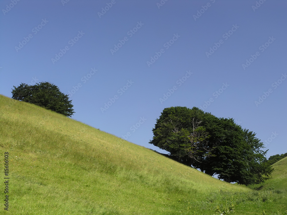 Fototapeta premium fagus sylvatica