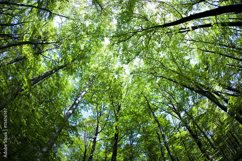 Fall treetops Fall treetops