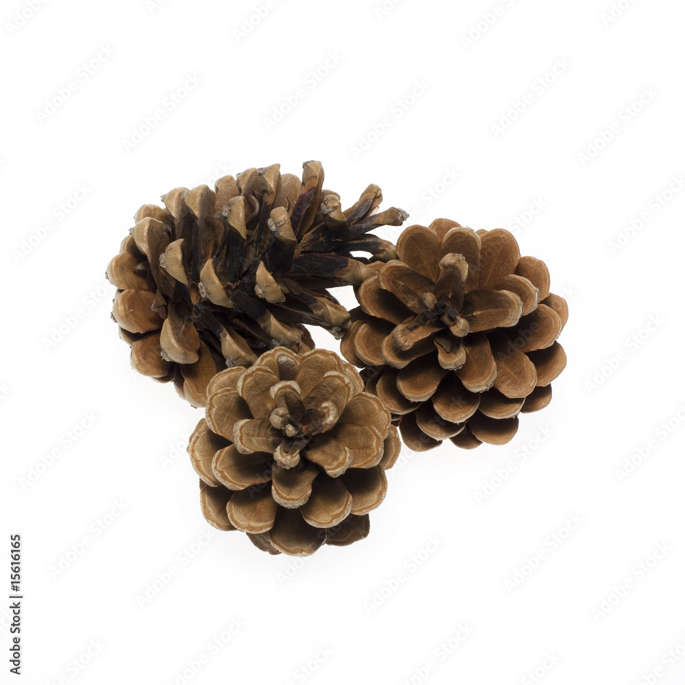 pinecone pinecone