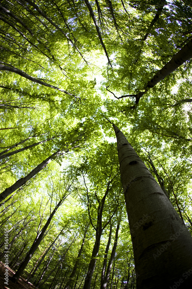 Fototapeta premium Forest