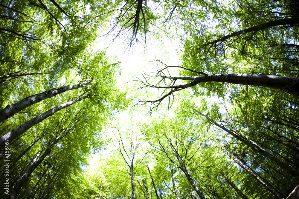 Fototapeta premium Woods