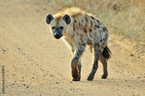Fototapet Spotted Hyena