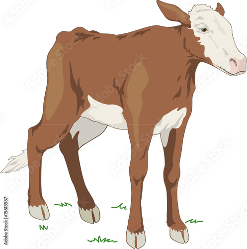 calf, vector illustration