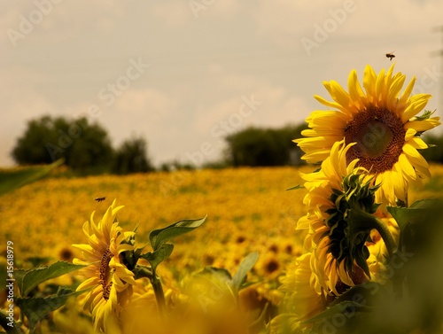 Fototapet Sunflower bees