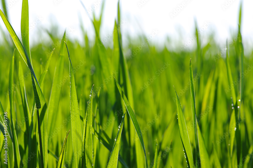 Obraz premium Beautiful green lawn