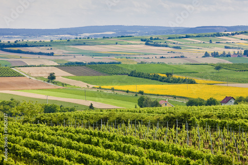 vineyards  Southern Moravia  Czech Republic