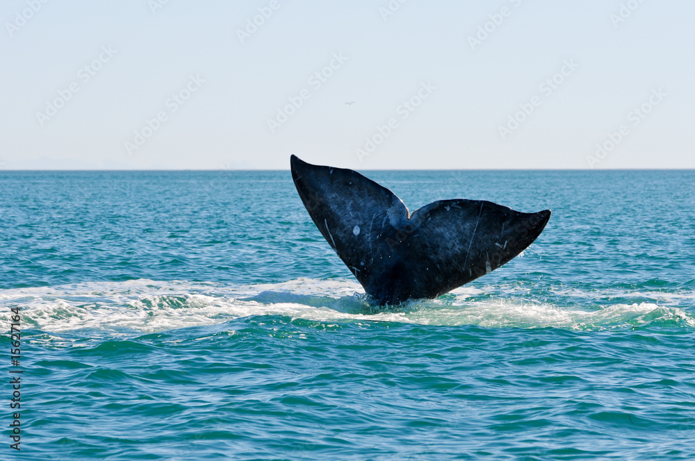 Fototapeta premium Grauwal Whale Watching