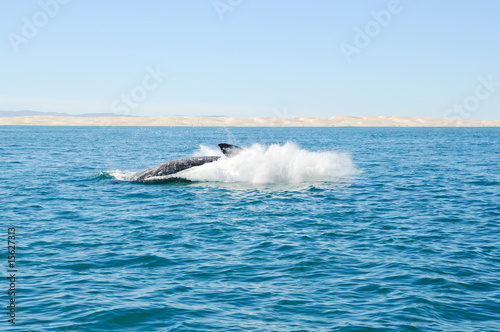 Grauwal Whale Watching
