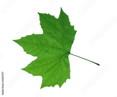 leaf of clon