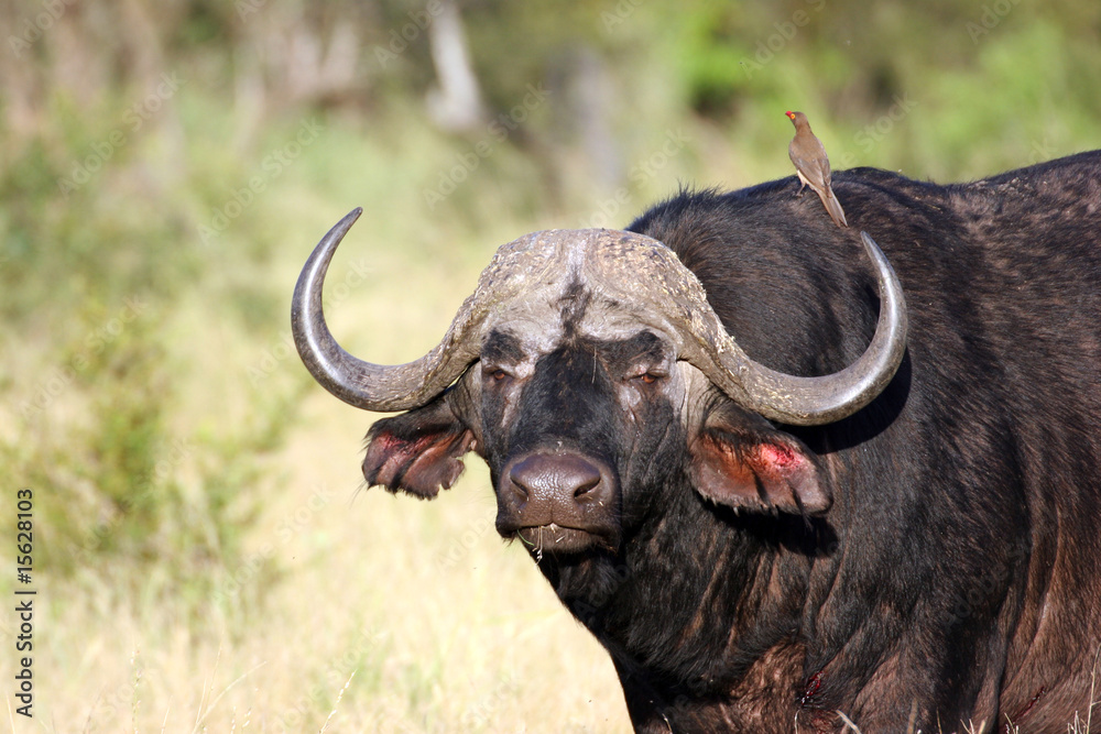 African Buffelo with oxpecker on his back