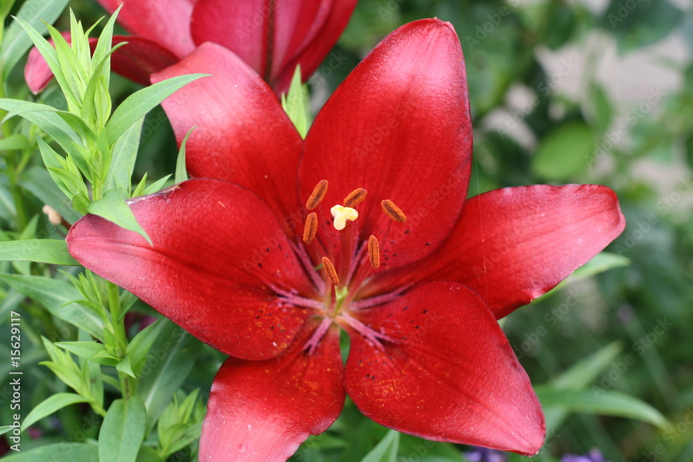red lily red lily