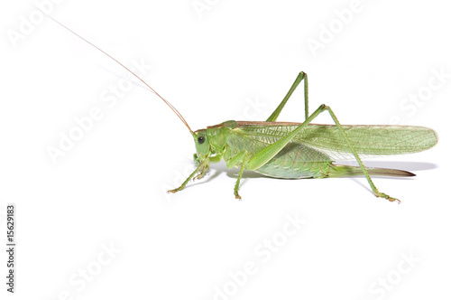 Grasshopper side view
