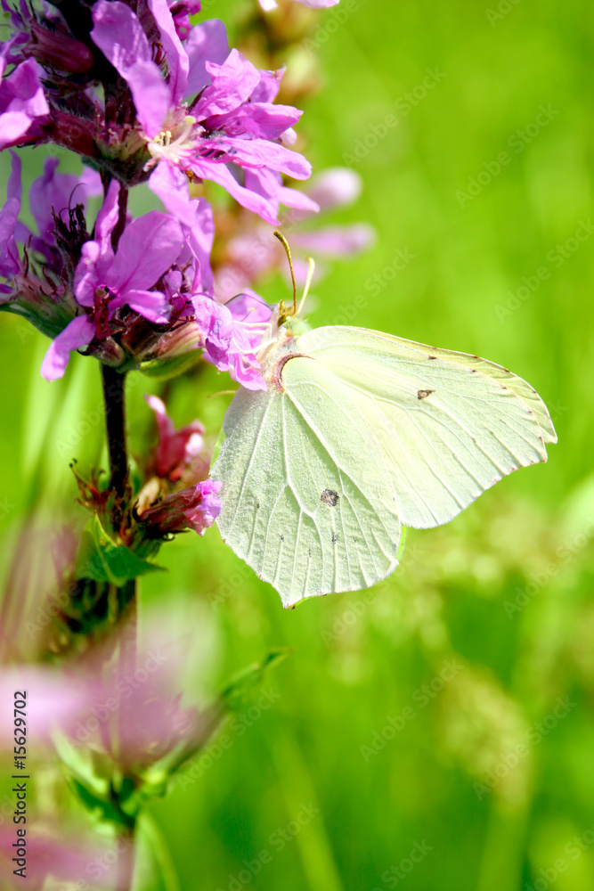 White butterfly on a rose flower drinks nectar White butterfly on a rose flower drinks nectar
