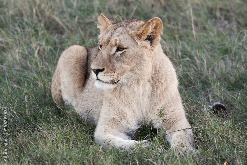 Lioness Lioness