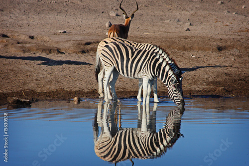 Drinking Zebras