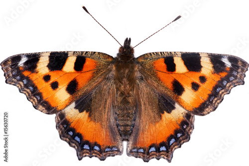butterfly  Aglais urticae © Alex Gorbatsevich
